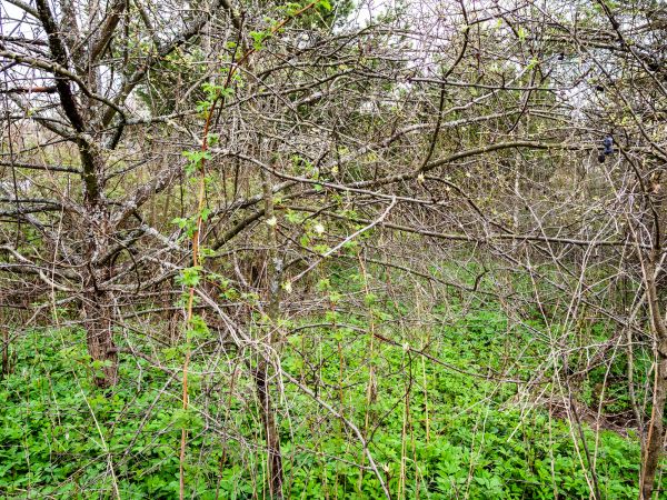 Underbrush Clearing in Massillon