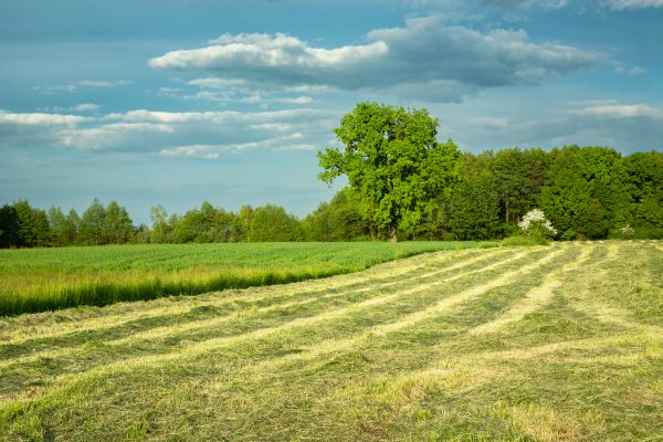 Cost of Vegetation Removal in Massillon