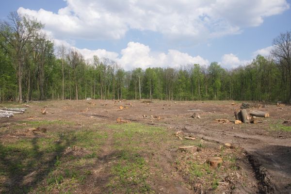 Cost of Pasture Clearing in Massillon