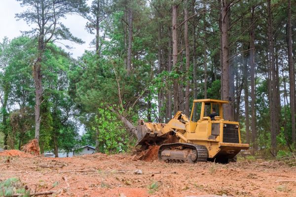 Forest Thinning in Massillon