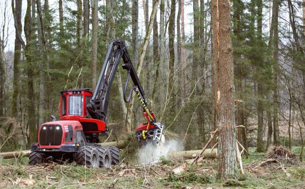 Cost of Forest Clearance Service in Massillon