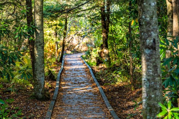 Cost of Trail Clearing in Massillon